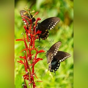 5x7 Original Nature Photography Of Spicebush Swallowtail Butterflies On …